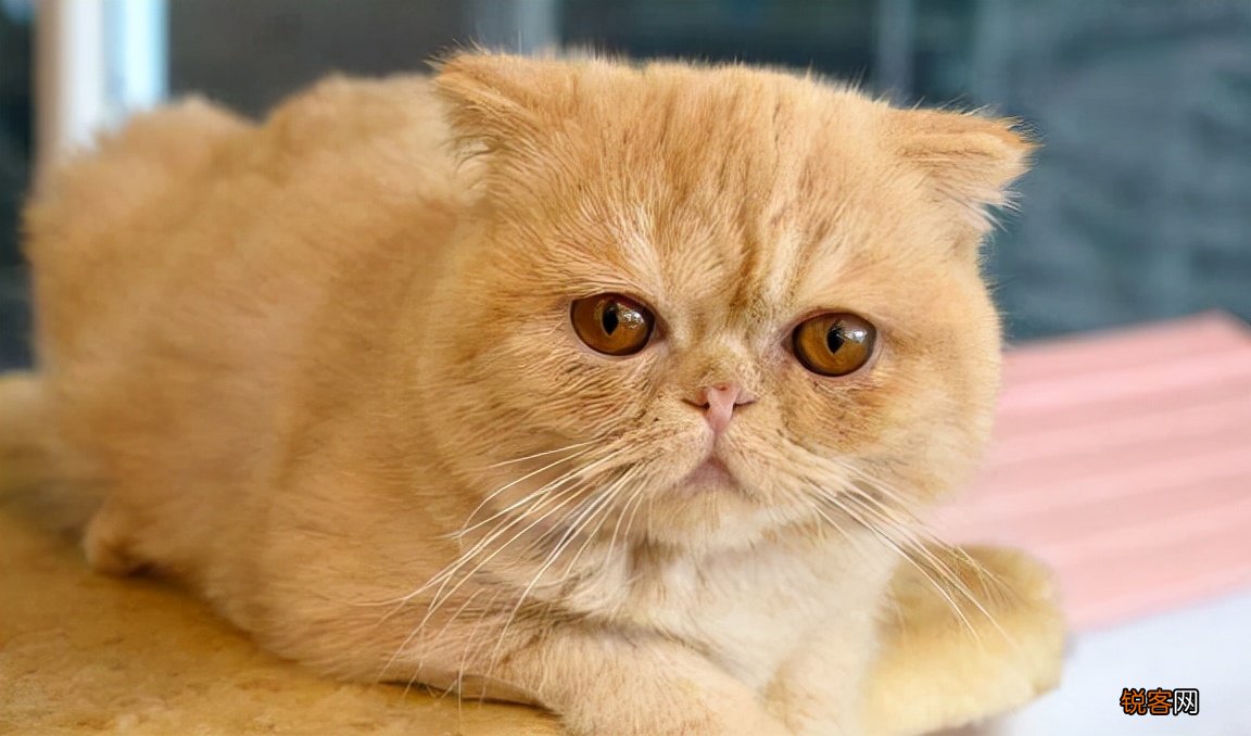 猫的品种大全排行 2022最热门的10种猫，你养了哪一只