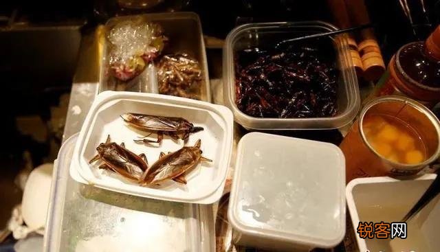 日本人爱吃的蟑螂汤 蟑螂也逃不过被吃的命运