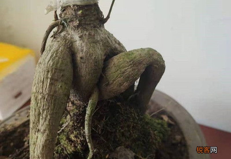 榕树烂根怎么办