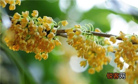 桂花的养殖方法和注意事项 养好桂花只需记住这几点