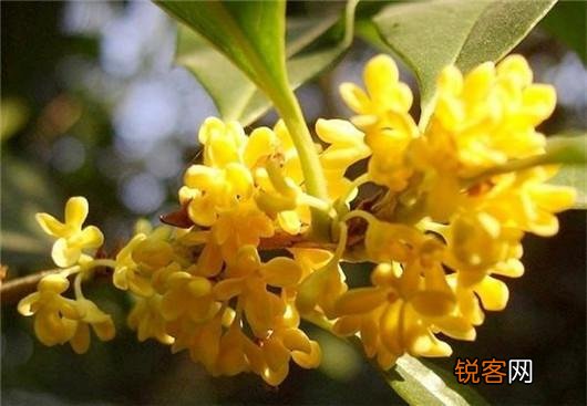 桂花的养殖方法和注意事项 养好桂花只需记住这几点