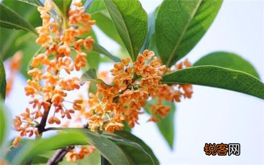 桂花的养殖方法和注意事项 养好桂花只需记住这几点