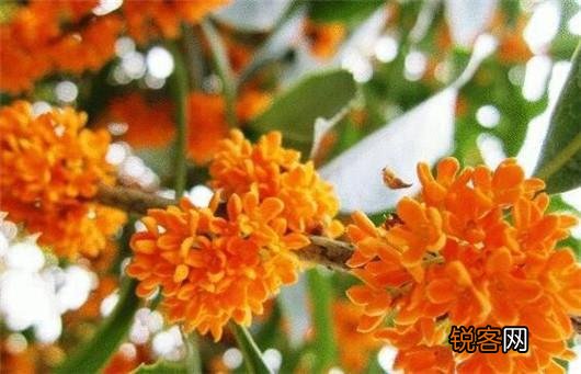 桂花的养殖方法和注意事项 养好桂花只需记住这几点