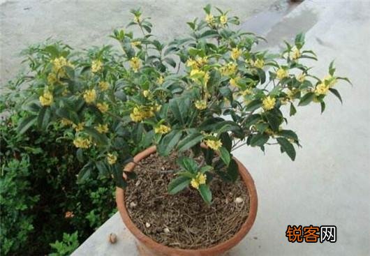 桂花的养殖方法和注意事项 养好桂花只需记住这几点