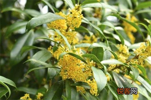 桂花的养殖方法和注意事项 养好桂花只需记住这几点
