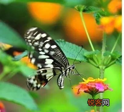 生物多样性公约简称