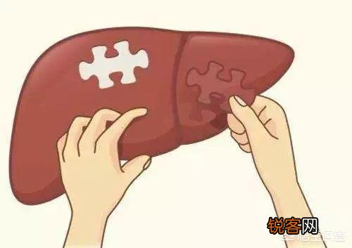 ?有人说肝不好的人,手上会出现“一处变细,二处发红,三处异常”,具体指的是什么?肝不好怎样养护?