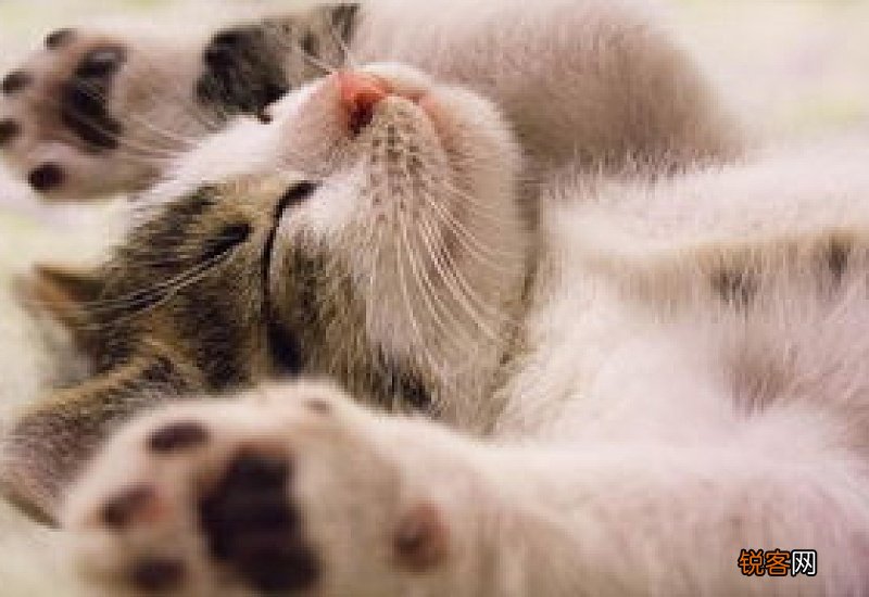 猫咪可以用肥皂水催吐吗