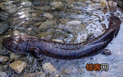 娃娃鱼属于什么动物 娃娃鱼是两栖动物吗