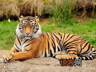 梦见老虎是什么意思 经常做梦的朋友们注意了