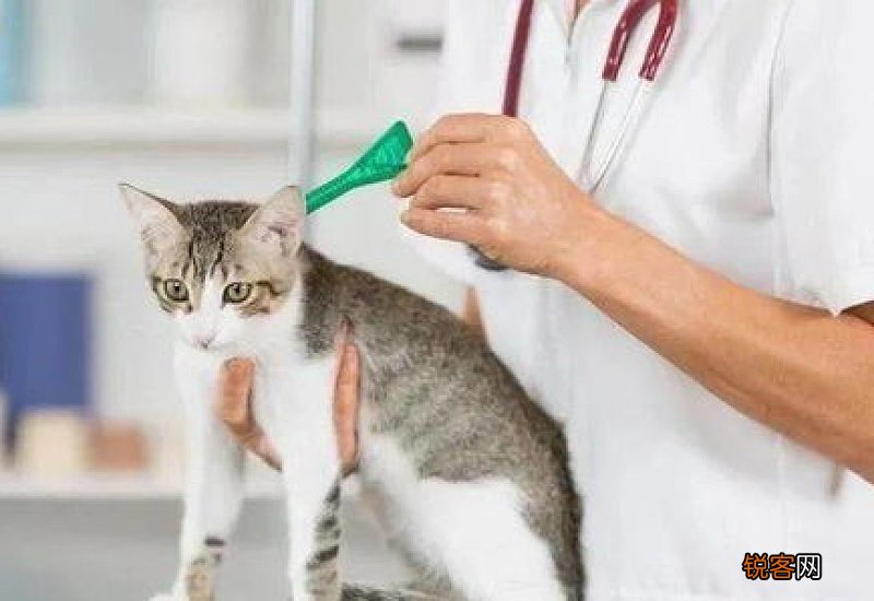 猫咪体外驱虫多久可以拿下圈