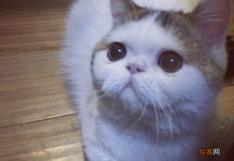 小猫总是打喷嚏但是精神很好