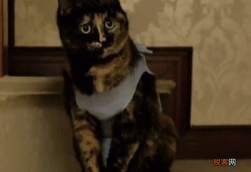 流浪猫绝育