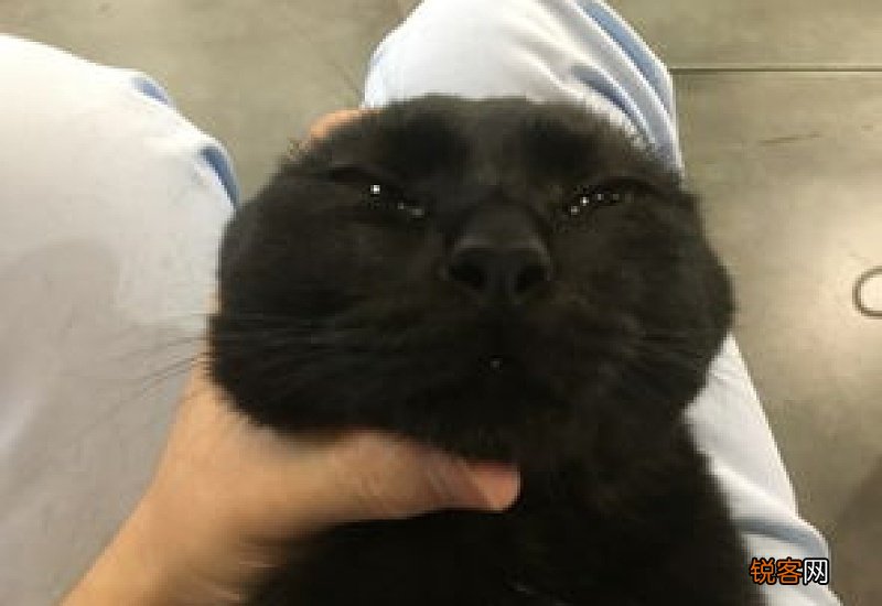 两个月的小狗冠状能治好吗