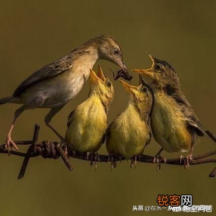 有什么比较搞笑的网名？