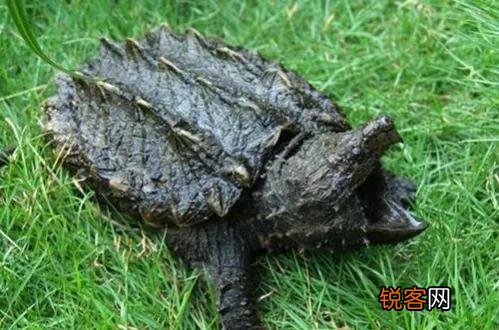 家里养龟有什么讲究吗 什么龟比较适合家养
