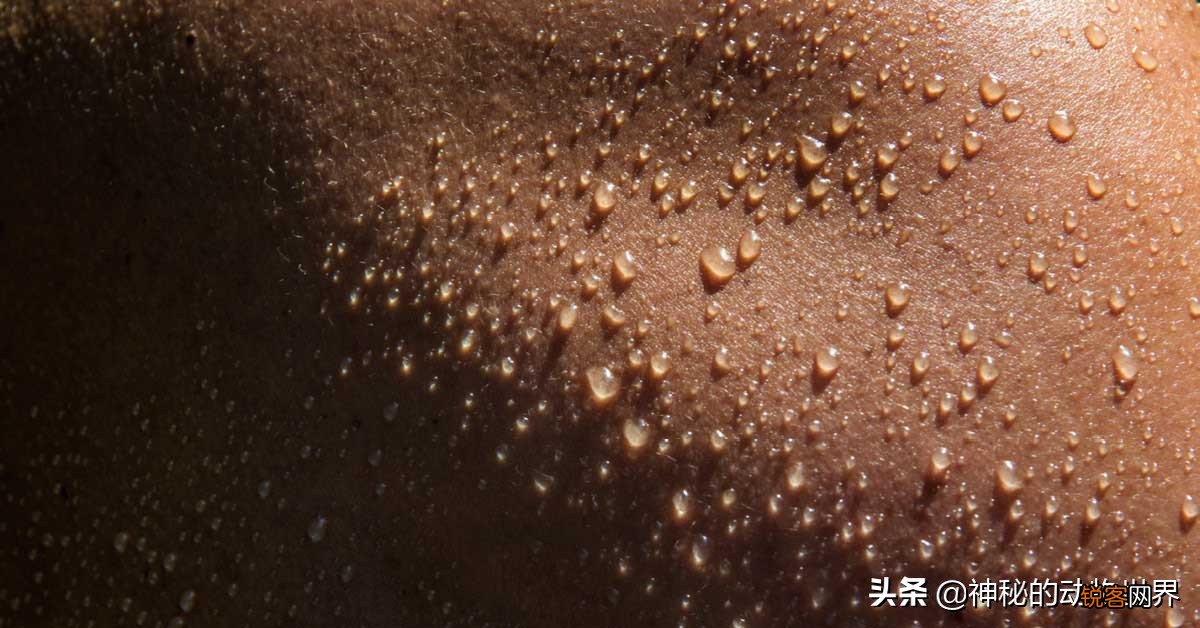 大象耳朵的特点和作用是什么 大象为什么总是拍打耳朵