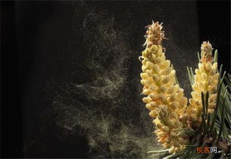 松树花粉有哪些作用 松树花粉的功效有哪些