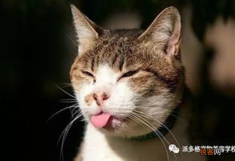 猫咪为什么老吐