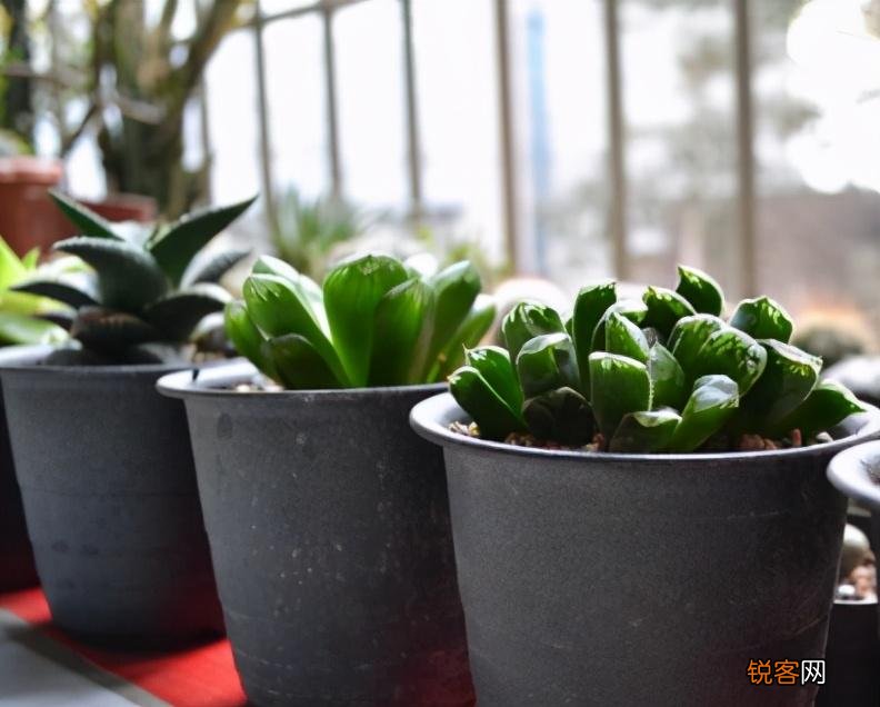 盆栽花怎么换盆 移栽之后这几点要注意