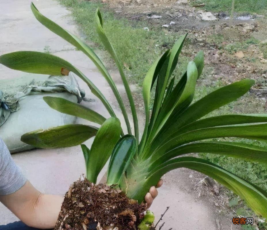 盆栽花怎么换盆 移栽之后这几点要注意