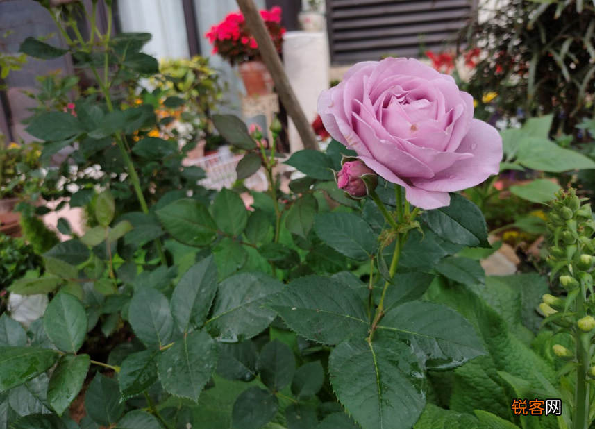 盆栽花怎么换盆 移栽之后这几点要注意