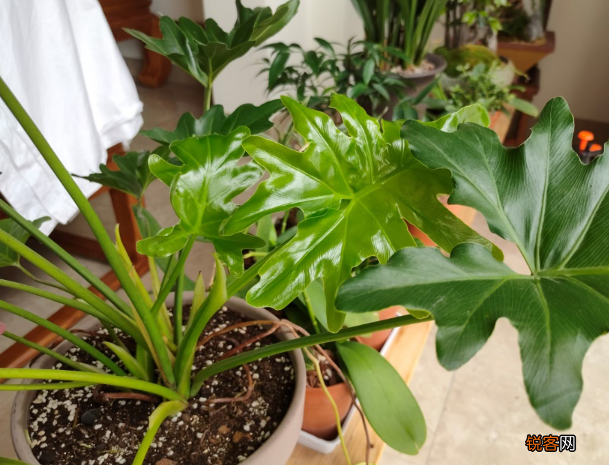 盆栽花怎么换盆 移栽之后这几点要注意