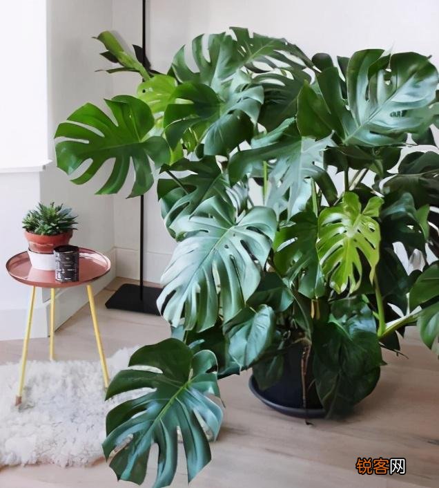 盆栽花怎么换盆 移栽之后这几点要注意
