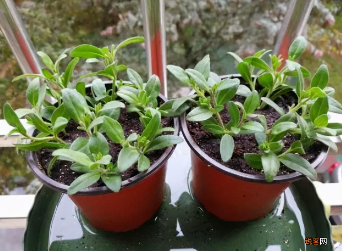 盆栽花怎么换盆 移栽之后这几点要注意