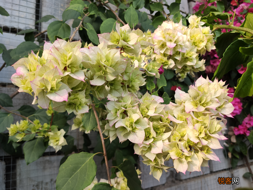 盆栽花怎么换盆 移栽之后这几点要注意