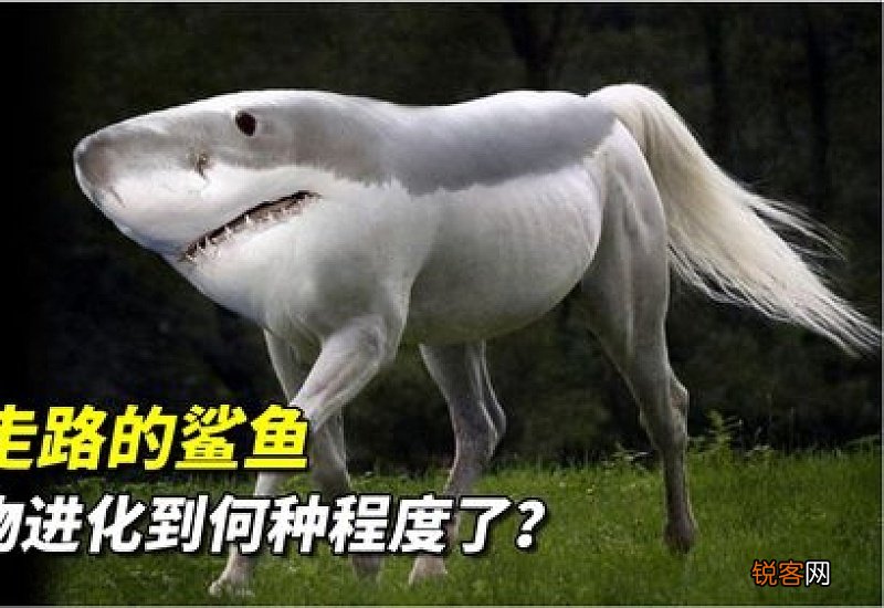 鲨鱼离开水能活多久?