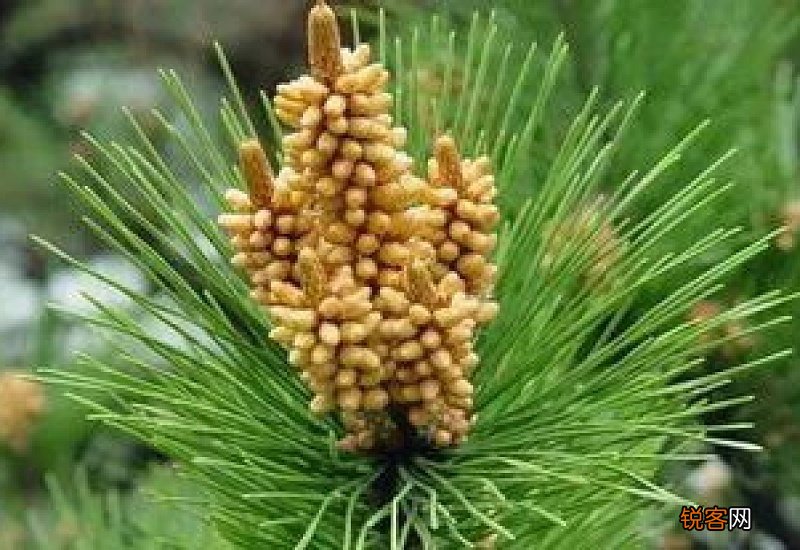 松花粉有什么功效 松花粉能减肥吗