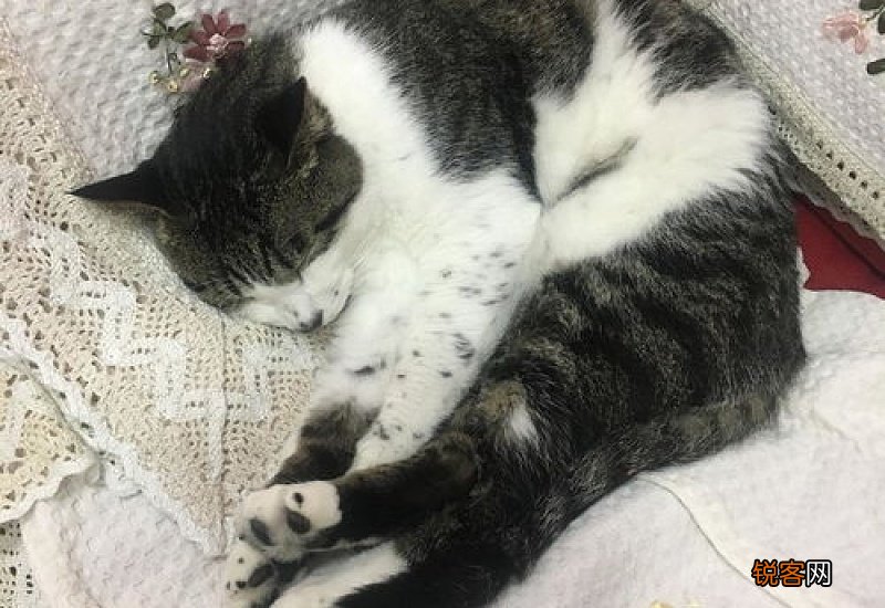 公猫绝育后怎么照顾