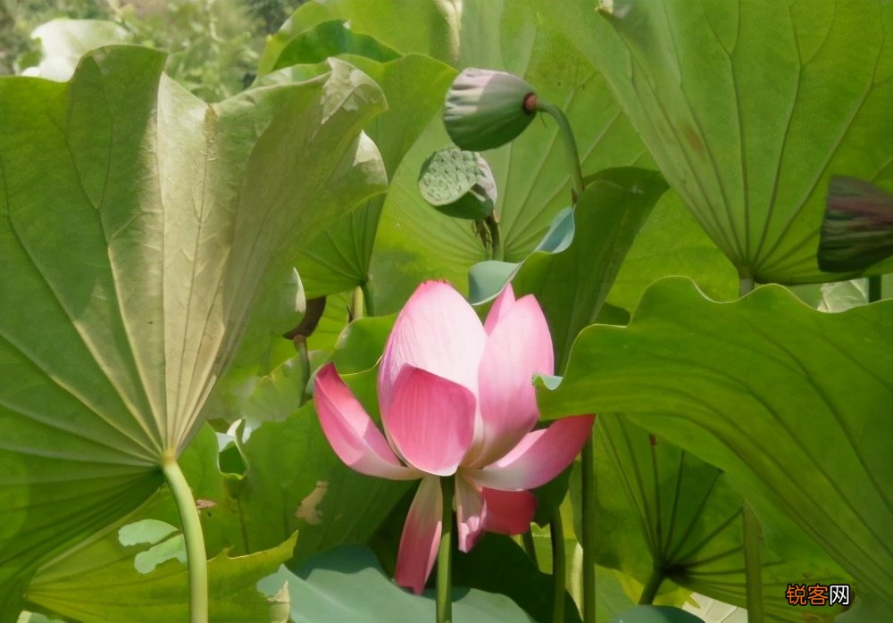 花卉养护知识 保鲜小技巧