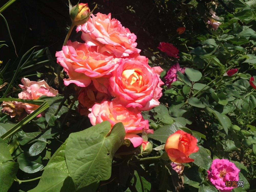 花卉养护知识 保鲜小技巧