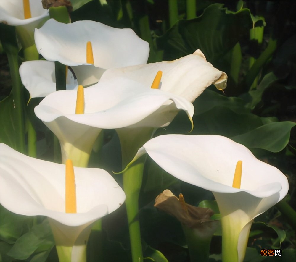 花卉养护知识 保鲜小技巧