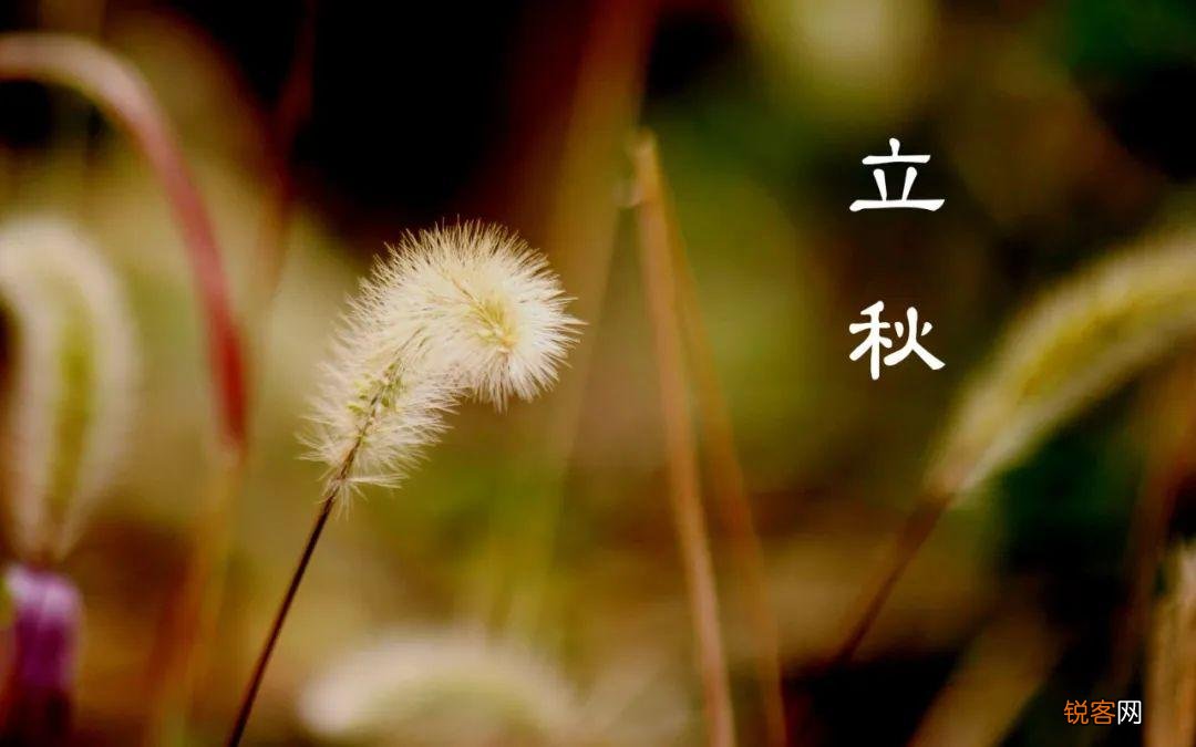 十首立秋的诗词 忽然梧叶落庭中