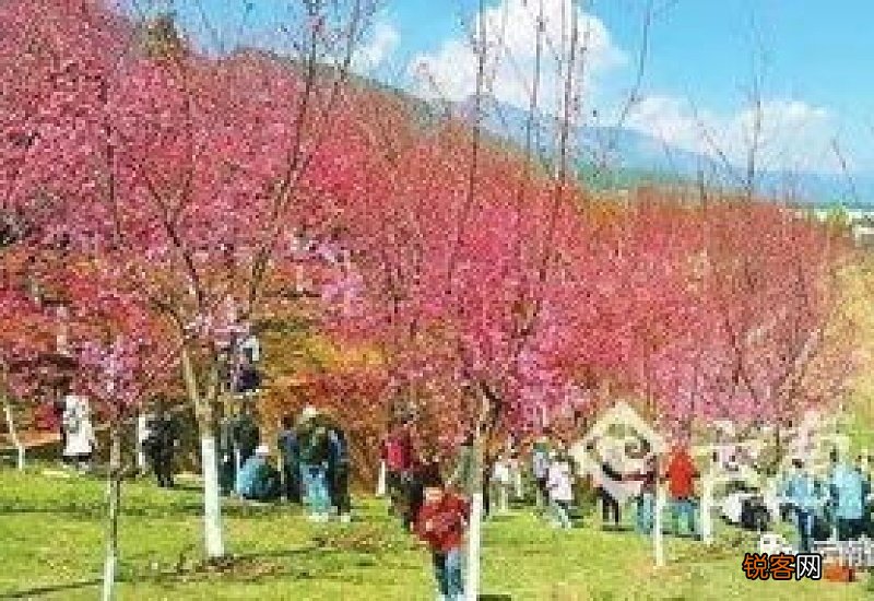 昆明每个季节的花