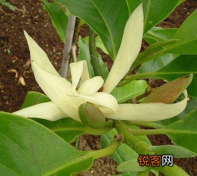 开在夏季的花 夏天有什么花