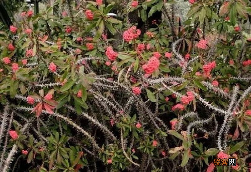 小刺梅花黄叶怎么养