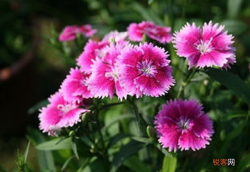 石竹一年几次花期