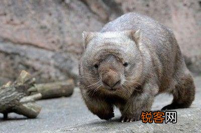 世界上濒临灭绝的动物排名 有10种在我国