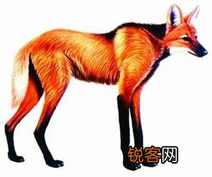 世界上濒临灭绝的动物排名 有10种在我国