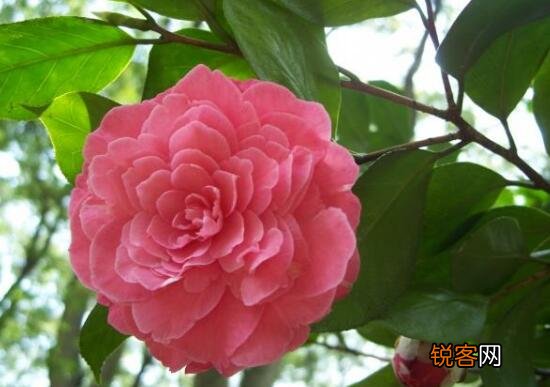 茶花的花语是什么 不同颜色山茶花花语及代表意义