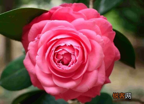 茶花的花语是什么 不同颜色山茶花花语及代表意义