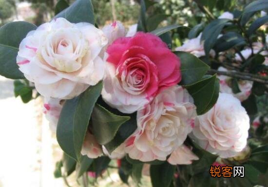 茶花的花语是什么 不同颜色山茶花花语及代表意义