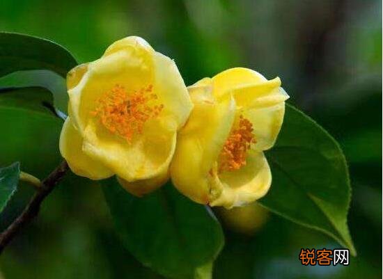 茶花的花语是什么 不同颜色山茶花花语及代表意义