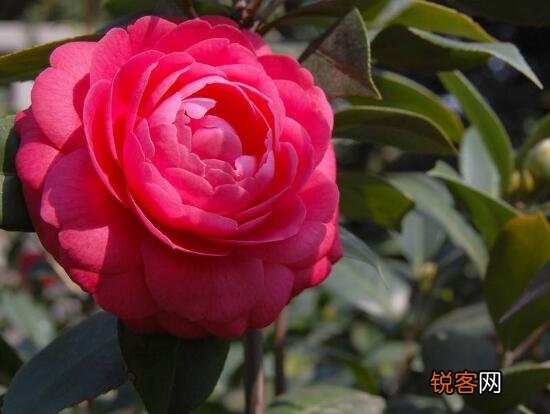 茶花的花语是什么 不同颜色山茶花花语及代表意义