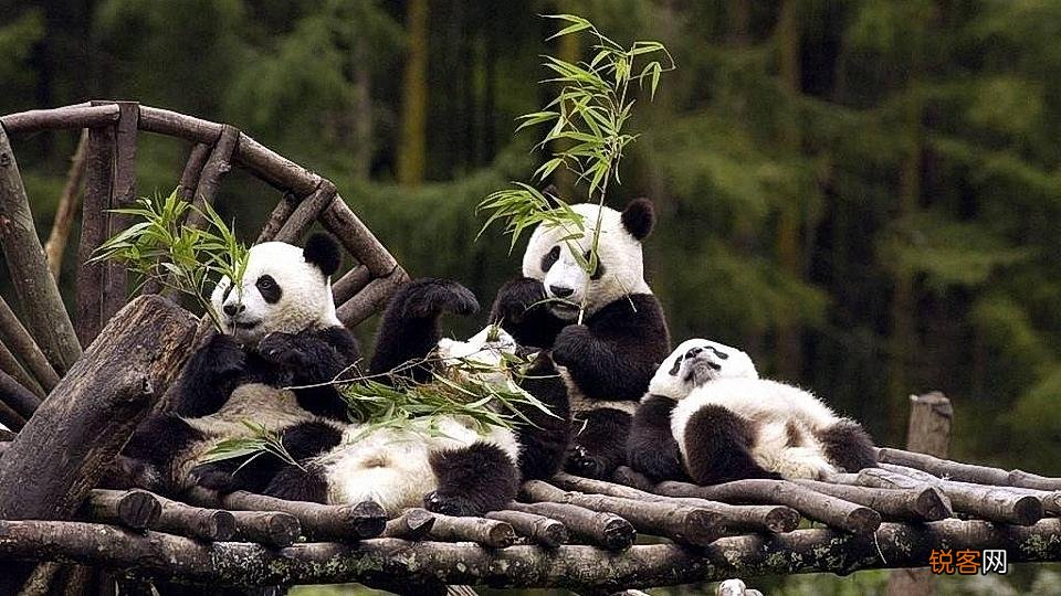 大熊猫的寿命一般是多少岁大熊猫一般能活多少年