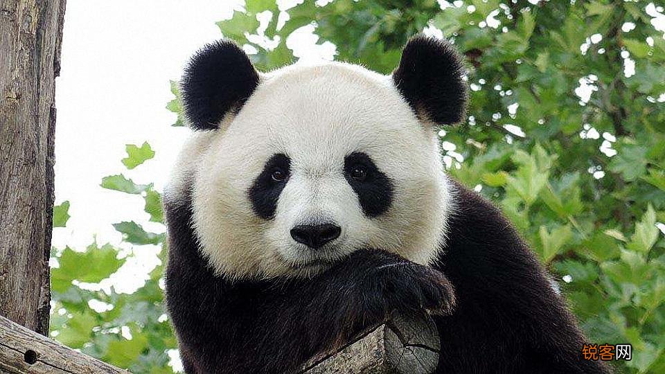 大熊猫的寿命一般是多少岁大熊猫一般能活多少年